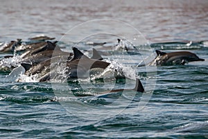 Common dolphin jumping outside the ocean