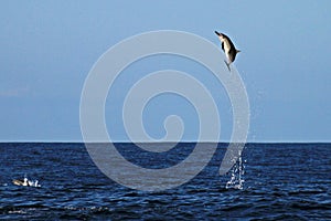 Common Dolphin jumping very high photo