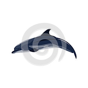 Common dolphin vector