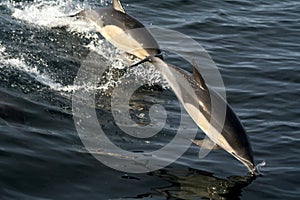 Common dolphins