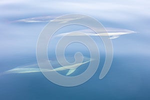 Spoločný delfíny v atlantický oceán z mys treska 