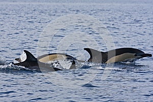 Common dolphins (Delphinus delphis) photo