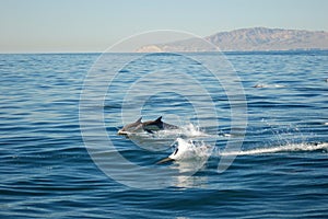 Common Dolphins with Island