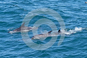 Common Dolphins swim off coast the coast of Cape Cod. photo
