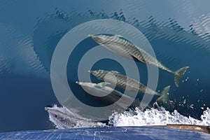 Common Dolphins swimming in the wake of a cruise ship`s bow