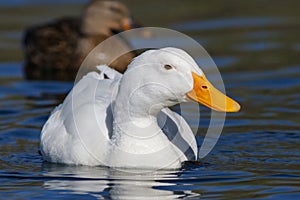 Common Domestic Duck Swimming in a Pond