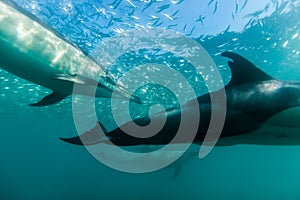 Common dophins swimming just beneath the surface