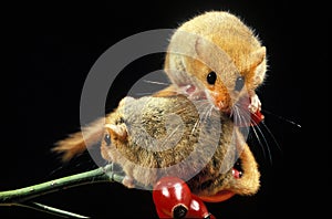 Common Dormouse, muscardinus avellanarius, Adults standing on Rose Hip`s Branch
