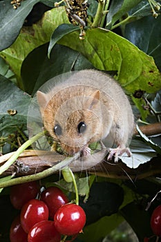 Common Dormouse, muscardinus avellanarius, Normandy