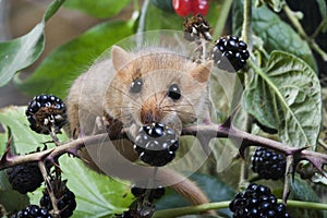 Common Dormouse, muscardinus avellanarius, Normandy