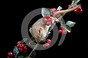 Common Dormouse, muscardinus avellanarius, Normandy