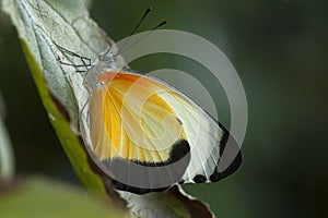 Common Dotted Border, Mylothris chloris