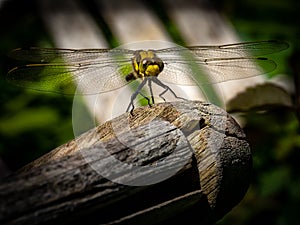 Common dragonfly close-up in the garden in the Netherlands