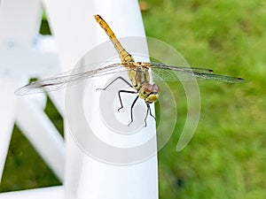 Common dragonfly close up