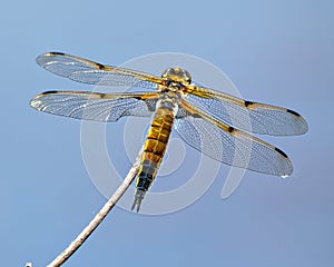 Dragonfly Photo and Image. Close-up rear view with its wing spread, perch on a twig with blue background in its environment and