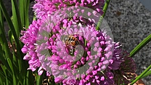 Common Drone fly on bloomimg Allium