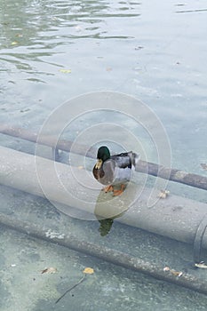 Common duck in a lake