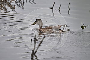 Common duck in a lake