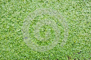 Common Duckweed