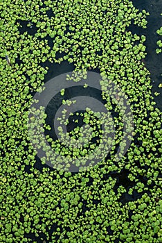 Common duckweed green ( Lemna minor L. ) floating on water in the pond texture. background, top view Dniester