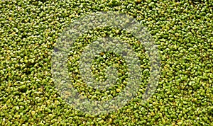 Common duckweed Lemna minor