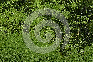 Common duckweed