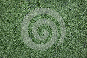 Common duckweed Lemna minor.