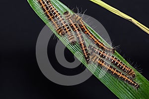 Common Duffer caterpillars