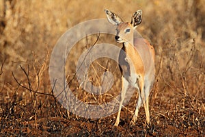 Common Duiker