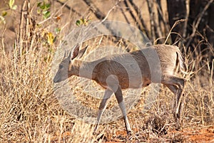 Common Duiker