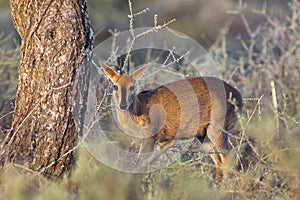 Common Duiker