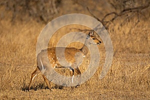 Common duiker, also known as the grey or bush duiker, Sylvicapra grimmia, Kruger National Park