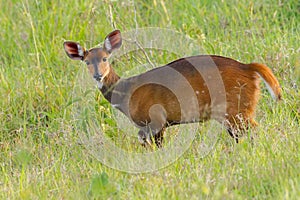 Common Duiker Antelope, Nairobi National Park photo