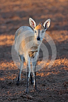 Common duiker antelope in natural habitat, South Africa photo