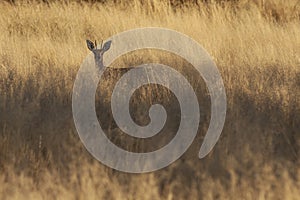 Common Duiker in the grass,