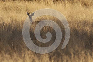 Common Duiker in the grass, photo