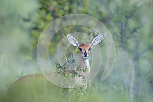 Common duiker in Kruger National park, South Africa ;