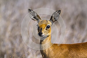 Common duiker in Kruger National park, South Africa