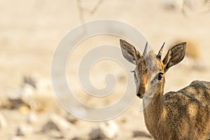 Common duiker, Namibia photo