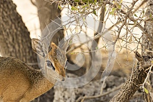 Common duiker, Namibia photo