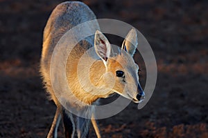 Common duiker portrait - South Africa photo