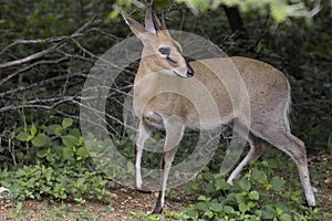 Common duiker, (Sylvicapra grimmia)