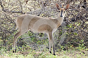 Common duiker, (Sylvicapra grimmia)