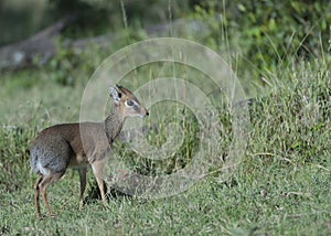 Common duker, or Rotducker Cephalophus natalensis photo