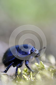 Common dung beetle - Stack of 7 images