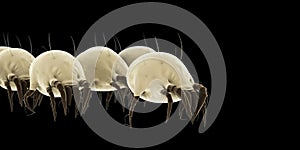 Common dust mites