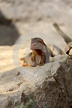 Common dwarf mongoose