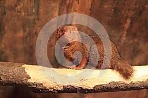 Common dwarf mongoose