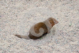 Common dwarf mongoose