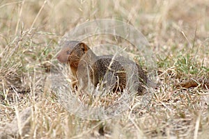 A common dwarf mongoose